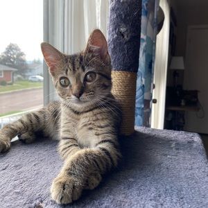 Meet your Posher, Tess